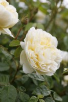 Rosa 'Perpetually Yours'  Harfable