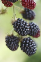 Rubus fruticosus, blackberry 'Loch Ness'
