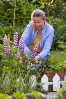 Woman picking lupins for  an arrangements.