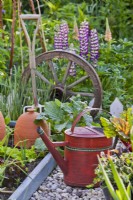Watering can in potager garden.