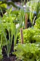 Hand-written plant labels for onion and lettuce next to growing plants.