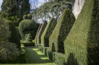 Topiary garden in early spring. Yew pyramids and shaped faces in green hedge garden