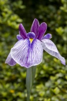 Iris ensata 'Rowden Sirdar'