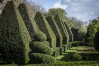 Topiary garden in early spring. Yew pyramids and spiral shaped hedges