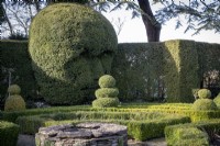 Topiary garden in early spring. Yew pyramids and shaped faces in green hedge garden