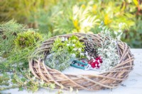 Wreath, greenery, pine cones, berries, red ribbon and snips laid out on a wooden surface