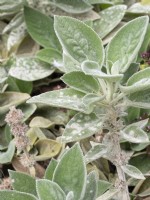 Stachys byzantina showing diseased leaves with powdery mildew