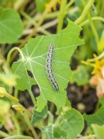 Cabbage white caterpillars on nasturtium leaves.