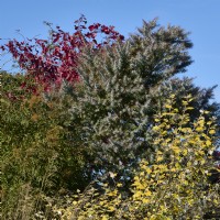 Populus alba 'Richardii', Acacia baileyana 'Purpurea' and Vitis vinifera 'Spetchley Red'