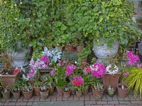  Display of potted Nerines and geraniums in flower early November