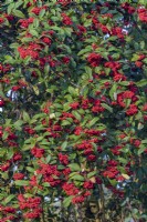 Cotoneaster x watereri 'Cornubia' berries in autumn - October