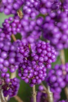 Callicarpa bodinieri 'Profusion' berries in autumn - November