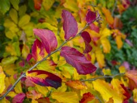Parrotia persica - Persian Ironwood - leaf detail