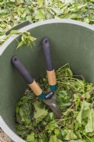 Garden shears in pile of trimmed deciduous tree leaves and Vitis - Vines inside collecting bin - June
