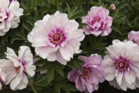 Paeonia 'First Arrival' - Itoh Hybrid Peony shrub - May