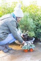 Woman planting Cyclamen in the container
