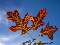 Quercus borealis - Red Oak  leaves against a blue sky November