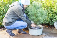 Woman soaking Pine roots in water