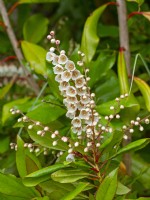 Clethra alnifolia  Sweet Pepperbush in flower August