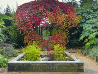 Vitis coignetiae Crimson glory vine Exotic Garden pergola at East Ruston Old Vicarage gardens Norfolk