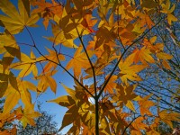 Acer palmatum 'Hogyoku' - autumn foliage early November