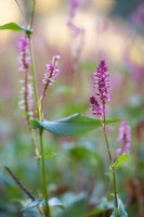 Persicaria amplexicaulis 'Early Pink Lady'