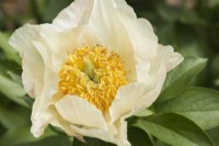 Hybrid Paeonia 'Vieux Jupon' - Peony created by hybridizer Francois-Leo Tremblay in Quebec - May