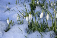 Galanthus nivalis, Snowdrop in snow in February, Winter