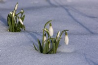 Galanthus nivalis, Snowdrop in snow in February, Winter