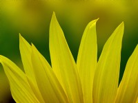 Sunflower petals  Helianthus annuus August Norfolk