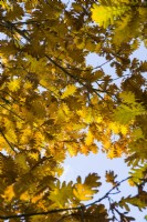 Quercus frainetto - Hungarian oak - October.