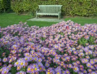 Chrysanthemum 'Gladys' flowering in November and wooden bench seat