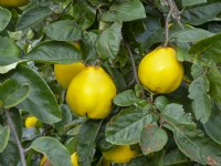 Cydonia oblonga 'Ludovic' - Quince late  October