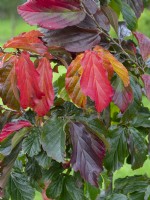 Parrotia persica - Persian Ironwood - leaf detail  Late Autumn