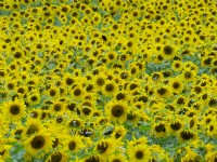 Sunflowers Helianthus annuus August Norfolk