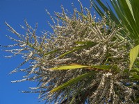 Cordyline australis cabbage palm with white berries in November