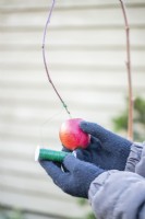 Woman using wire to secure an apple to the end of the hazel stick