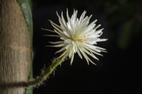 Selenicereus wittii (Amazon moonflower) syn. Strophocactus wittii