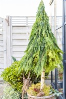 Foraged Christmas tree