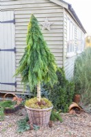 Foraged Christmas tree next to garden shed
