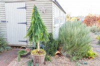 Foraged Christmas tree next to garden shed