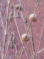 Dried, frosted Phlomis seedheads silhouetted against wall