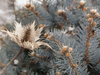 Bleached, dried seed head of Eryngium 'Sapphire Blue', sea holly, with dwarf Colorado blue spruce, in winter.