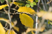 Autumn leaves of Hamamelis x intermedia 'Barmstedt Gold' - November.