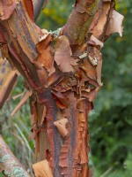 Acer griseum - Paperbark maple  