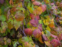 Rubus fruticosus foliage in autumn 