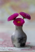 Tiny ceramic vase with cultivated Bellis perennis Daisy flowers.