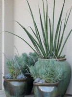 Cluster of 4 rustic teal and brown containers planted with assorted teal and blue  succulents against white background