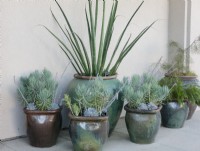 Cluster of 6 rustic teal and brown containers planted with assorted teal, blue and green succulents against white background