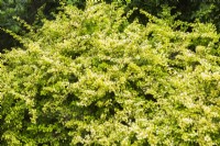 Berberis thunbergii  'Aurea' - Barberry shrub - June